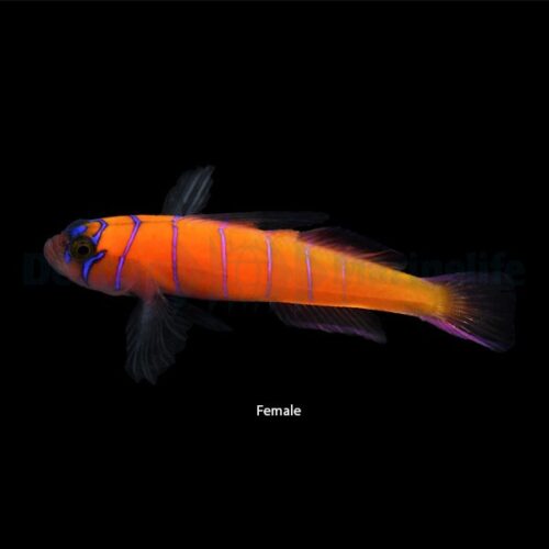 Alternative view of Lythrypnus dalli (Temperate water)