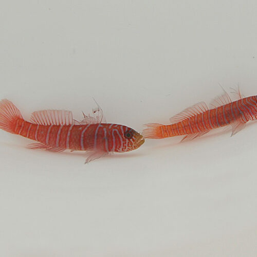 Lythrypnus zebra (Temperate water)