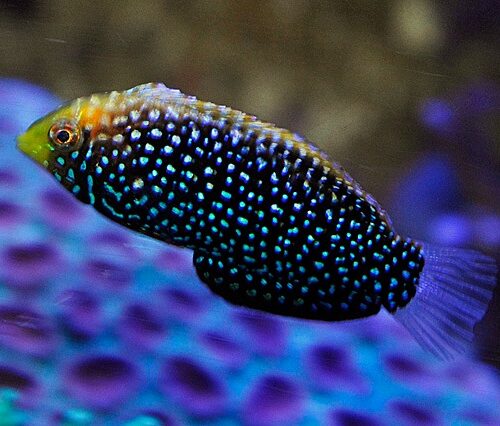 Macropharyngodon cyanoguttatus - Afbeelding 3