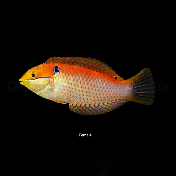 Picasso Aquarium