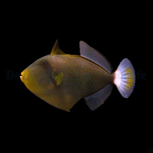 Melichthys vidua