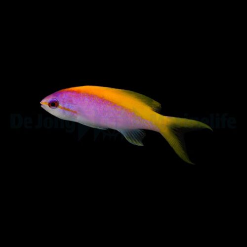 Mirolabrichthys evansi - Afbeelding 2
