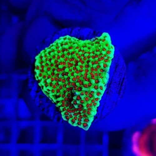 Montipora spp. (Encrusting) (Red polyp) (frag) - Afbeelding 4