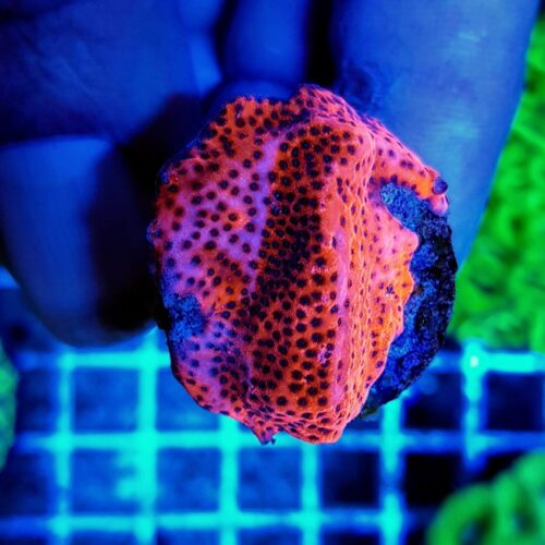 Montipora spp. (Premium) (frag) - Afbeelding 3
