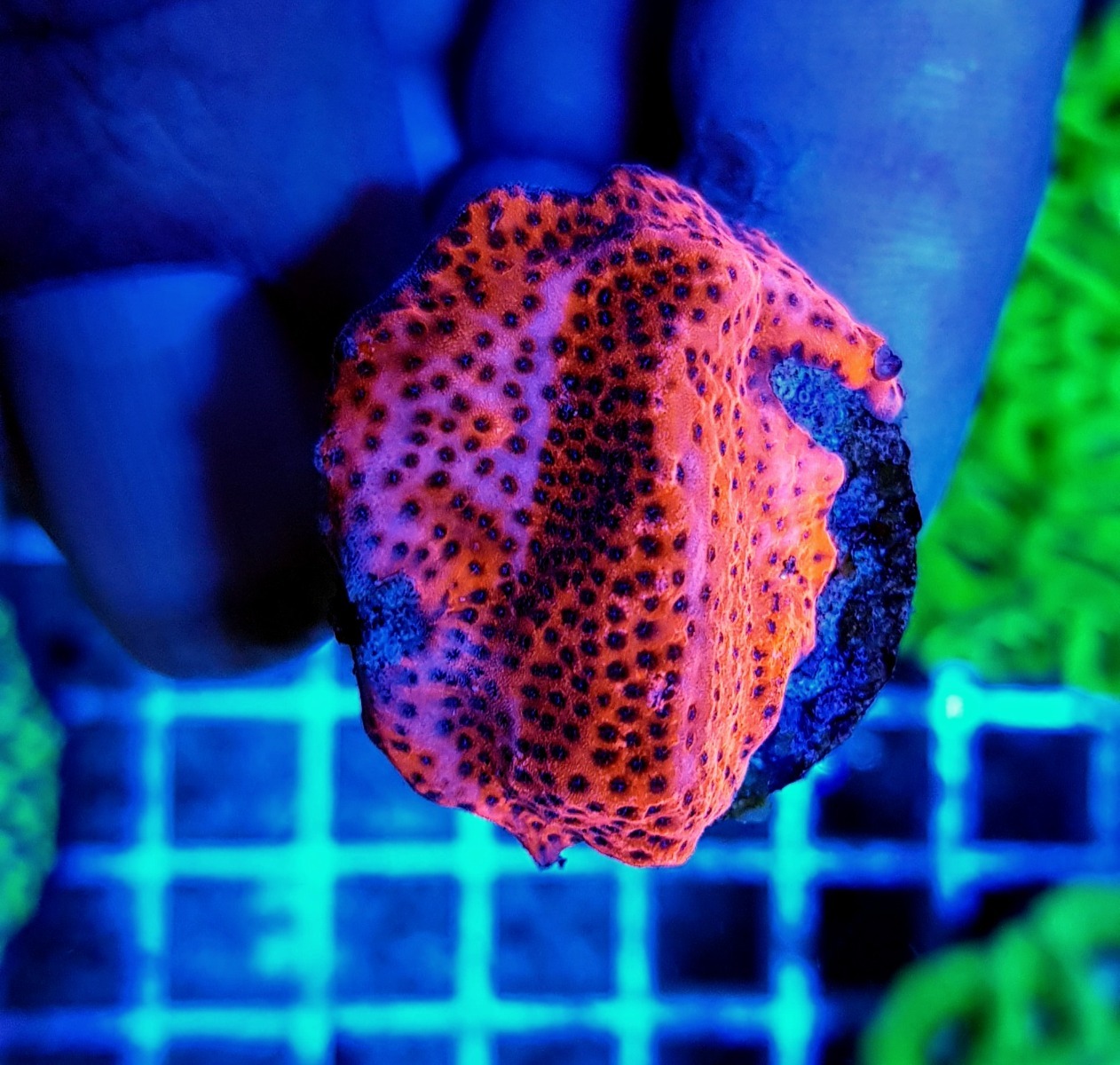 Montipora spp. (Premium) (frag) - Afbeelding 3