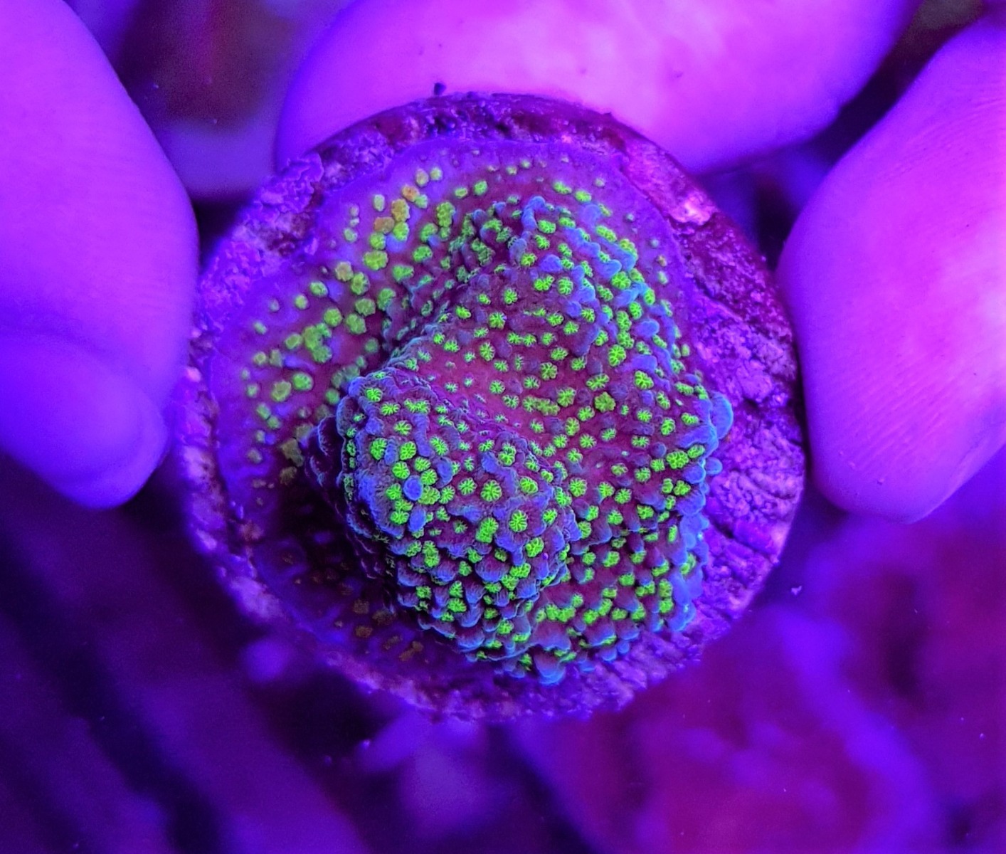 Montipora spp. (Premium) (frag) - Afbeelding 2