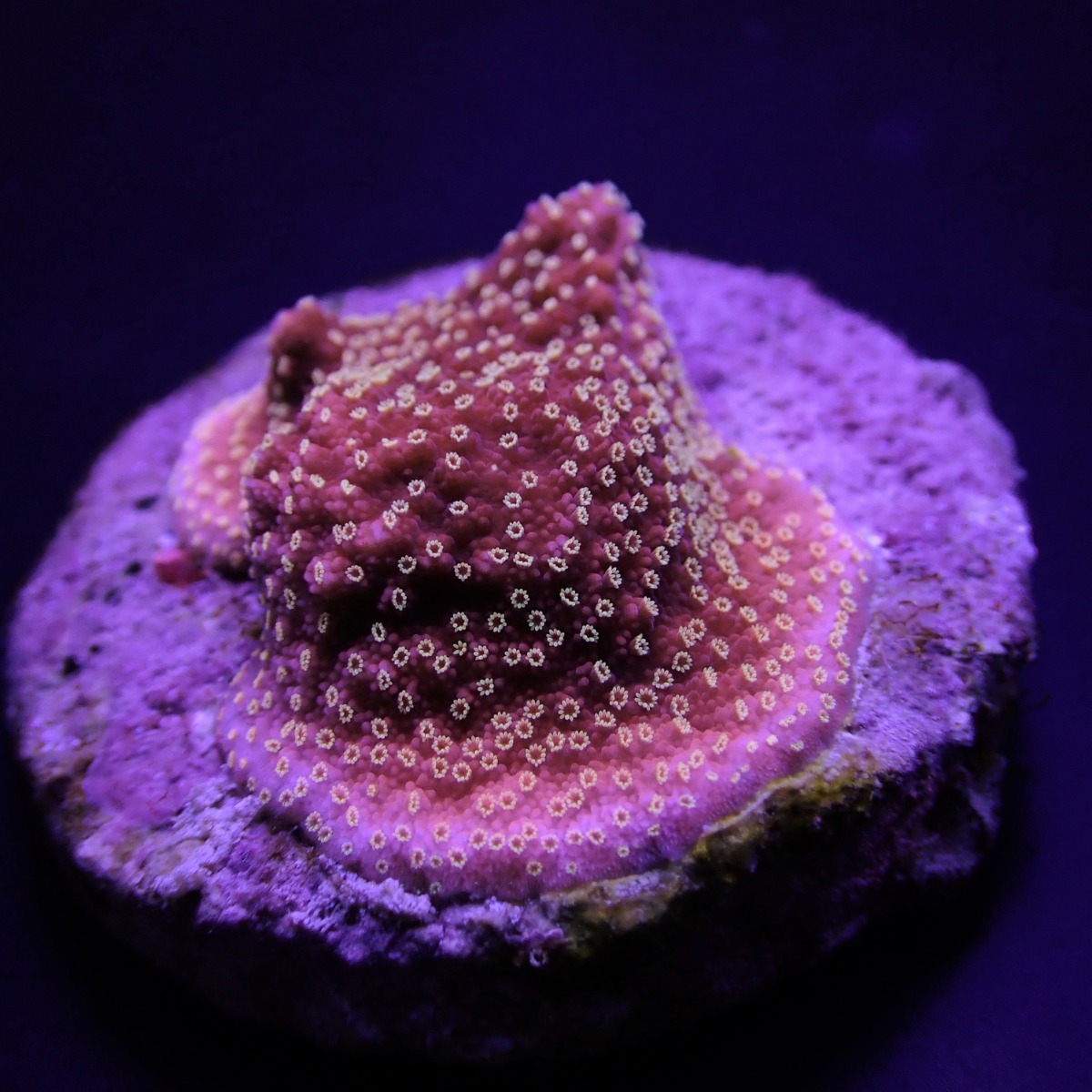 Montipora spp. (Premium) (frag)