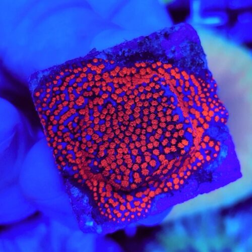 Montipora spp. (Superman) (frag) - Afbeelding 3