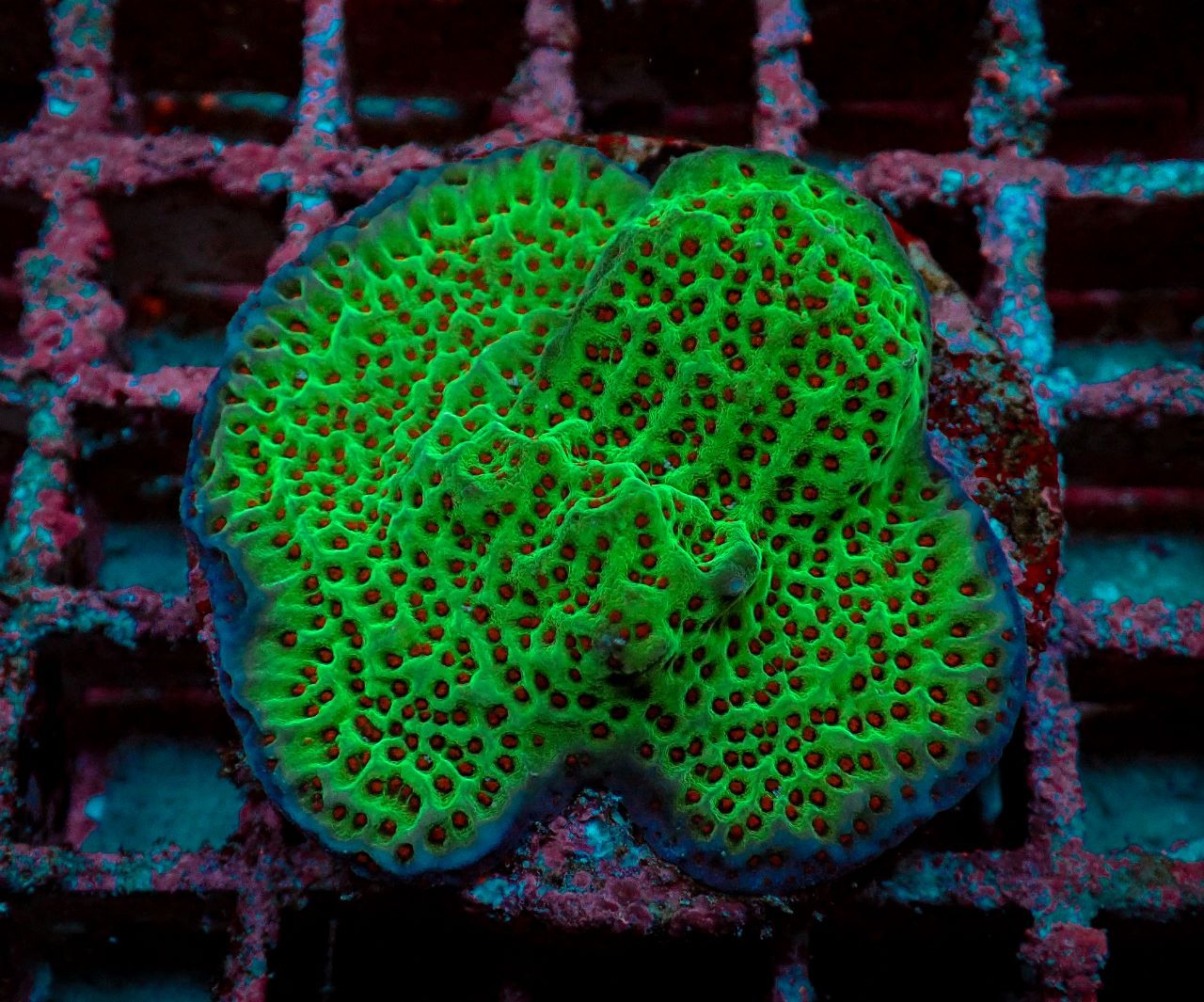 Montipora undata (frag) - Afbeelding 2