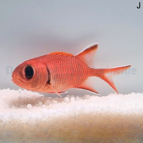 Myripristis berndti