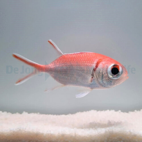 Myripristis jacobus