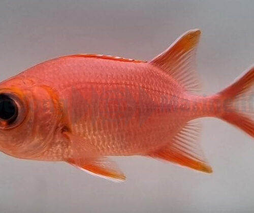 Alternative view of Myripristis vittata