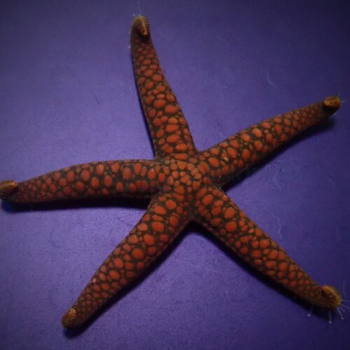 Alternative view of Nardoa spp. - Medium