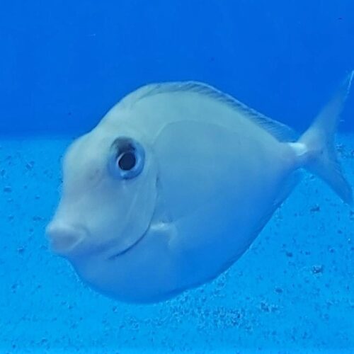 Naso annulatus