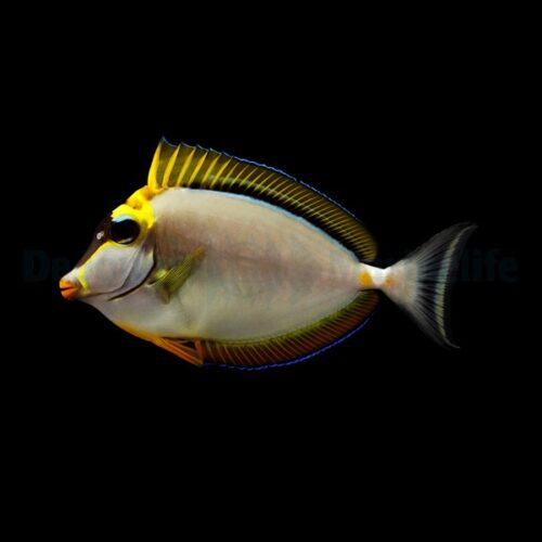 Alternative view of Naso elegans
