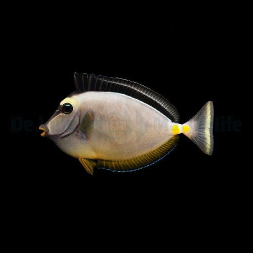 Alternative view of Naso lituratus