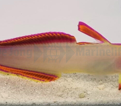 Alternative view of Nemateleotris decora