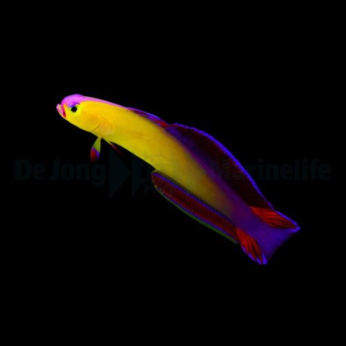 Alternative view of Nemateleotris exquisita