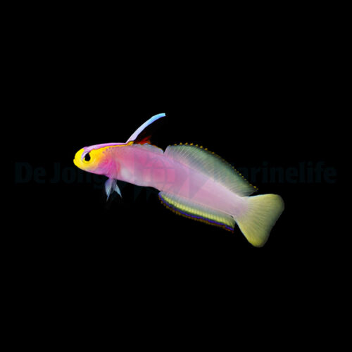 Alternative view of Nemateleotris helfrichi