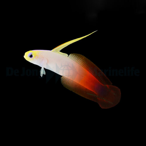 Alternative view of Nemateleotris magnifica