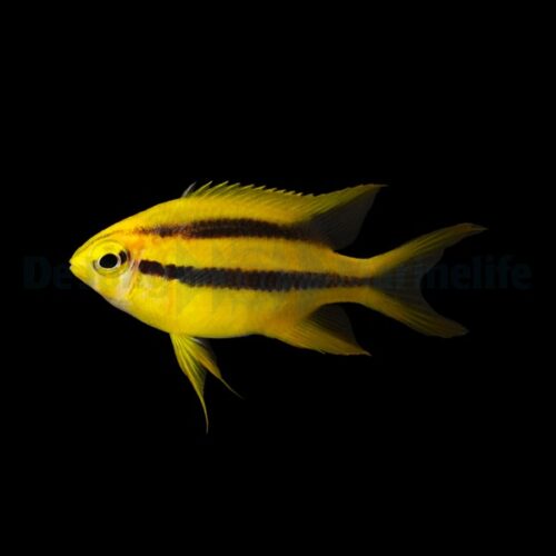 Neoglyphidodon nigroris - Afbeelding 2