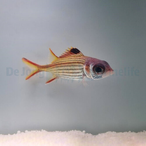 Neoniphon sammara