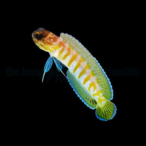 Opistognathus randalli