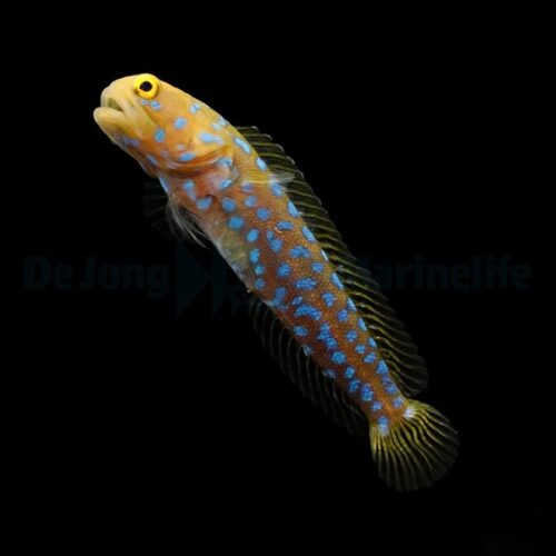 Opistognathus rosenblatti - DJM Bred - Afbeelding 2