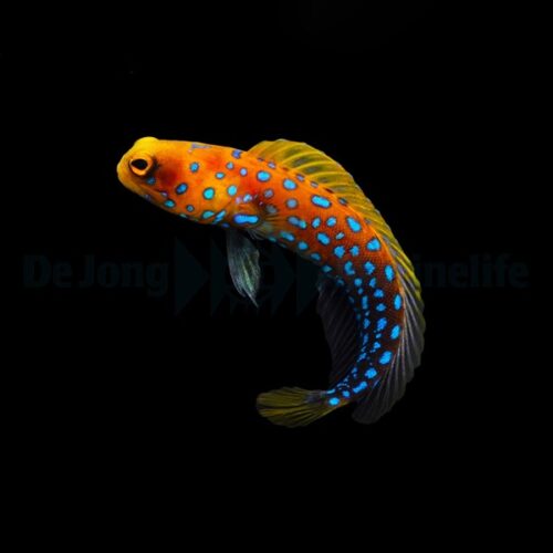 Opistognathus rosenblatti - Afbeelding 3