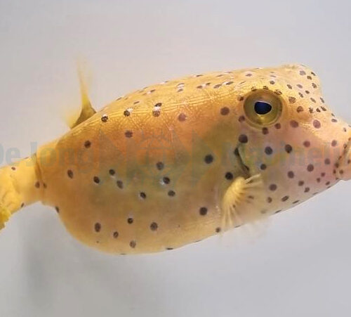 Ostracion cubicus - Afbeelding 3