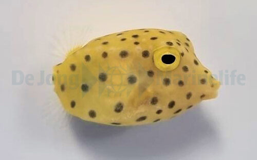 Ostracion cubicus - Afbeelding 4