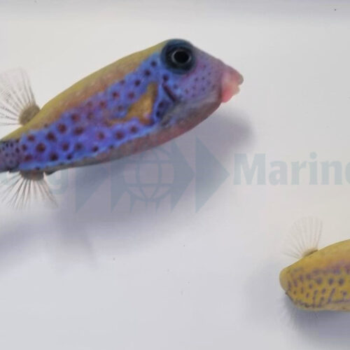 Alternative view of Ostracion cyanurus (Pair)