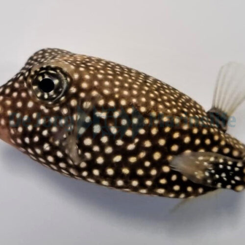 Ostracion meleagris (female) - Afbeelding 3