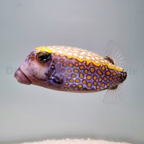 Ostracion meleagris (male) - Afbeelding 3