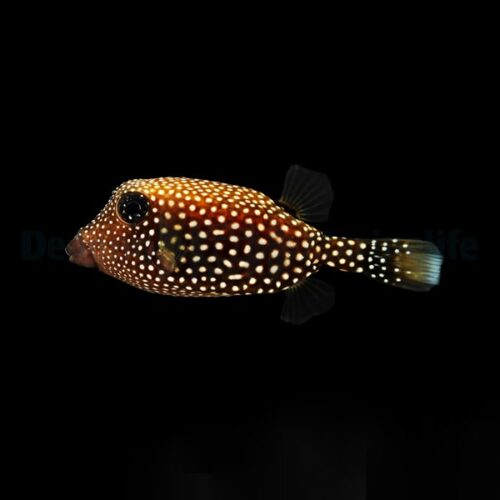 Alternative view of Ostracion meleagris (female)