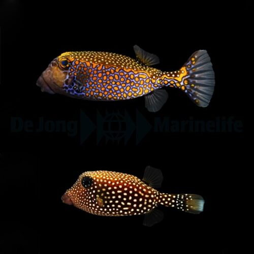 Alternative view of Ostracion meleagris (pair)