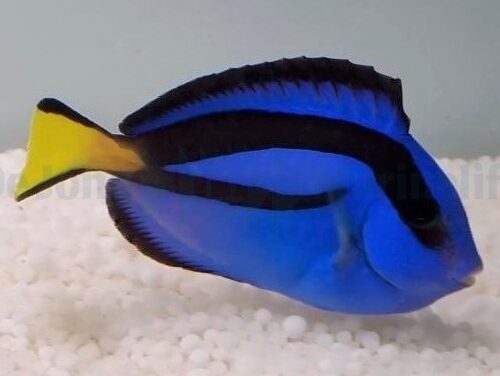Alternative view of Paracanthurus hepatus