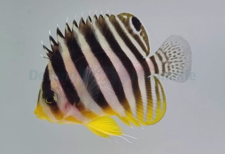 Picasso Aquarium