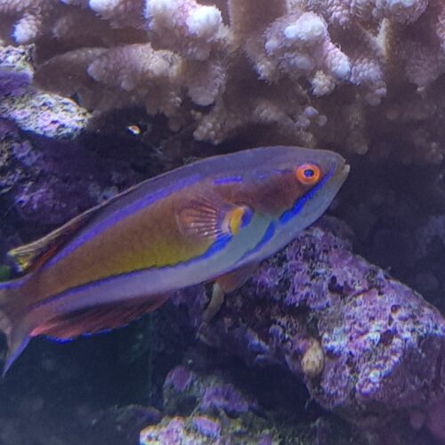 Alternative view of Paracheilinus piscilineatus (male)