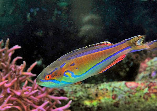 Picasso Aquarium
