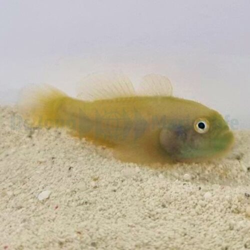 Paragobiodon xanthosomus