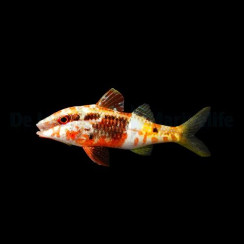 Parupeneus barberinoides - Afbeelding 2