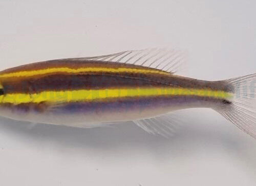 Pentapodus emeryii - Afbeelding 3