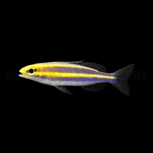 Pentapodus emeryii - Afbeelding 2