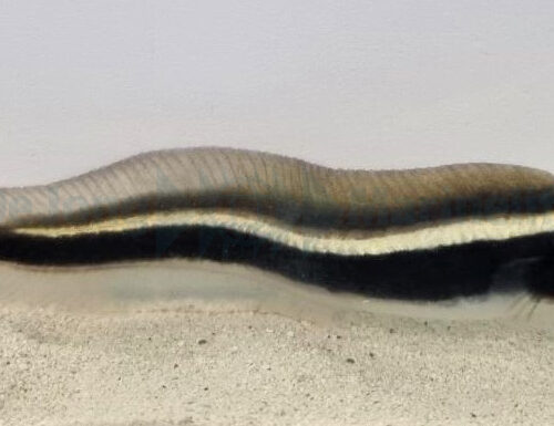 Alternative view of Pholidichthys leucotaenia