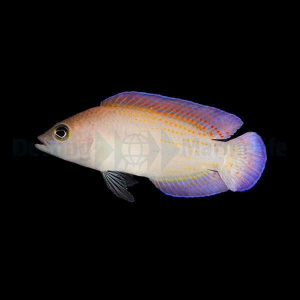 Picasso Aquarium