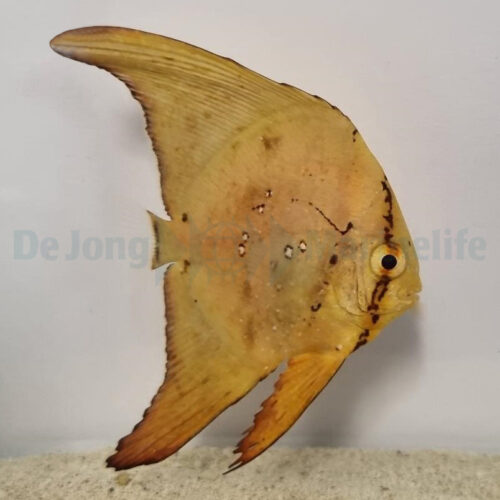 Alternative view of Platax orbicularis - T.B.