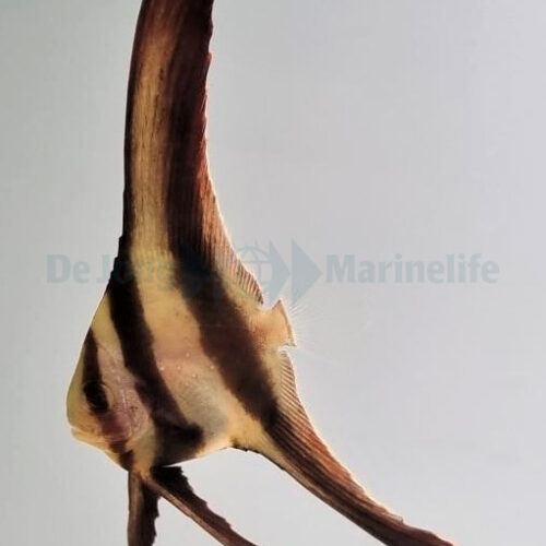 Platax teira - T.B. - Afbeelding 2