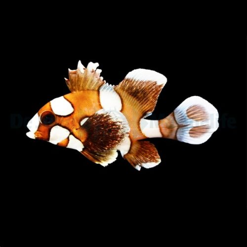 Plectorhinchus chaetodonoides