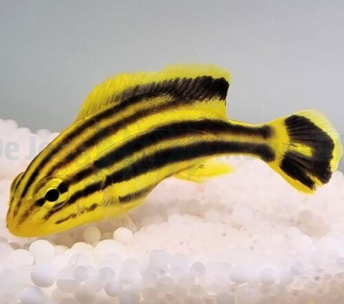 Alternative view of Plectorhinchus gaterinus